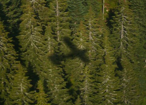 Das Schattenbild vom L-5.