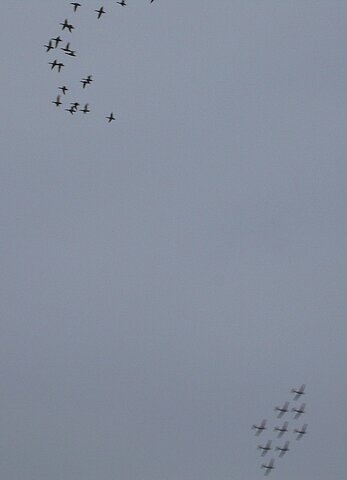 Entenformation und das PC-7 Team.
