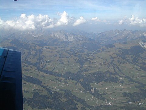 Simmental.